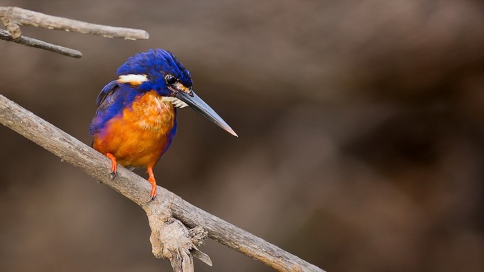 Blue-and-orange kingfisher perched on a branch