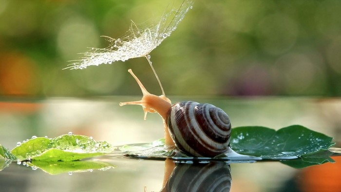 Snail on a leaf with water droplets and dandelion seed