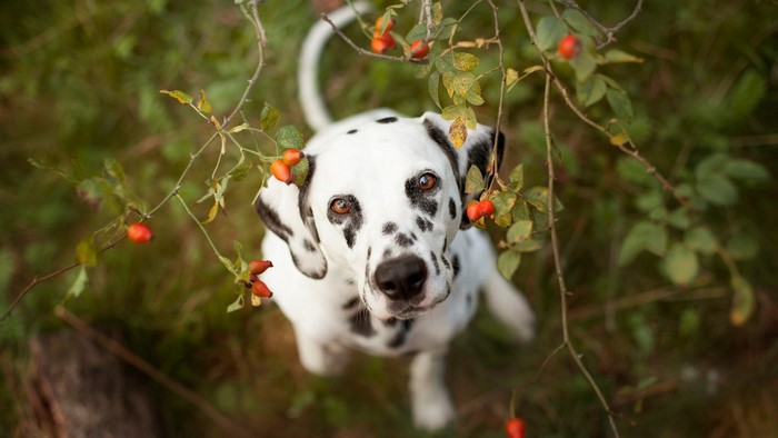 Dalmatian dog sitting among rosehip branches