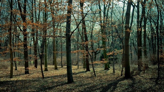 Sunlight filtering through trees in an autumn forest