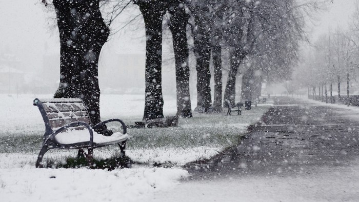 Park bench and trees in a winter snowstorm