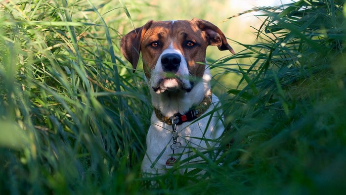 Dog sitting in tall green grass