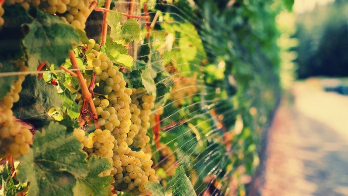 White grapes on a vine with netting