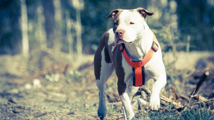 Brown and white pit bull dog wearing an orange harness