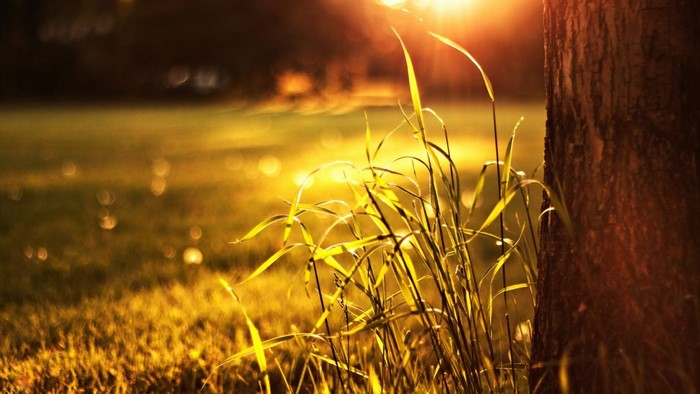 Sunlight filtering through grass near a tree trunk