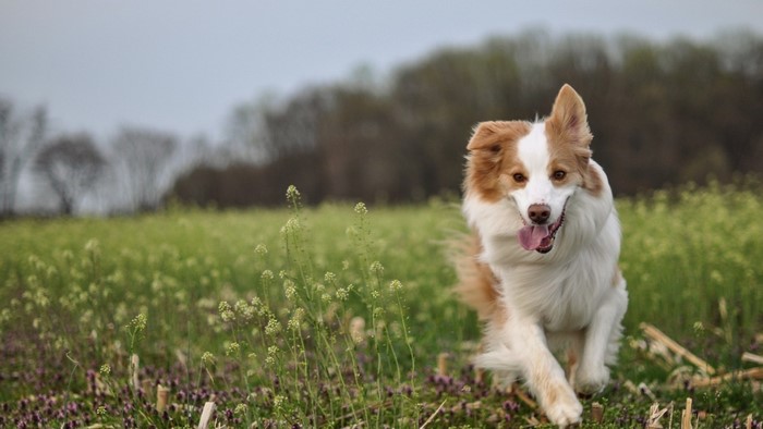 Brown and white dog running in a grassy field