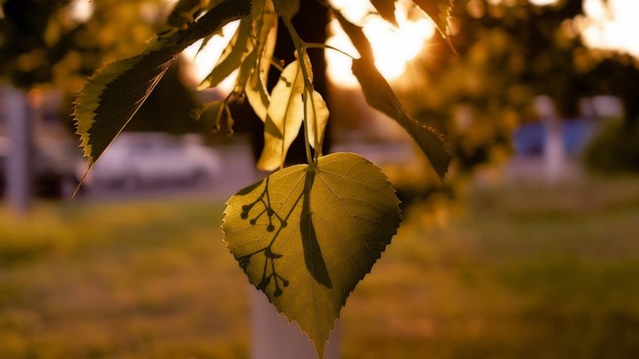 Sunlight filtering through leaves on a tree branch
