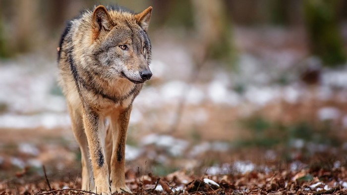 A wolf walks through a forest with fallen leaves and snow