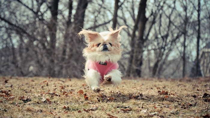 A fluffy dog wearing a pink vest runs