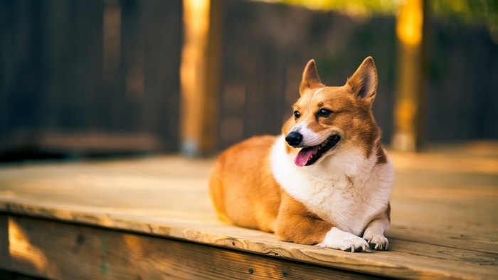 Relaxed Welsh Corgi on Wooden Deck