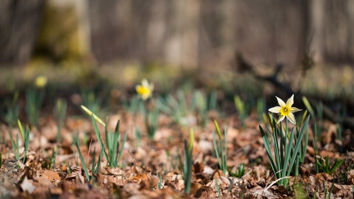 A single daffodil blooms in a forest floor with fallen leaves.