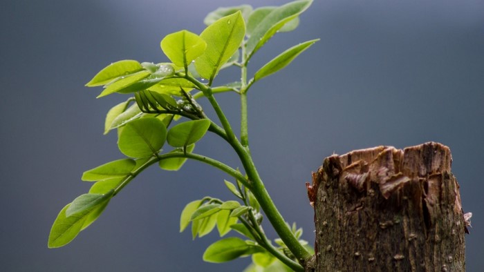 New green leaves sprout from a tree stump