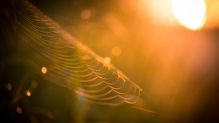 Spiderweb illuminated by golden sunlight with bokeh