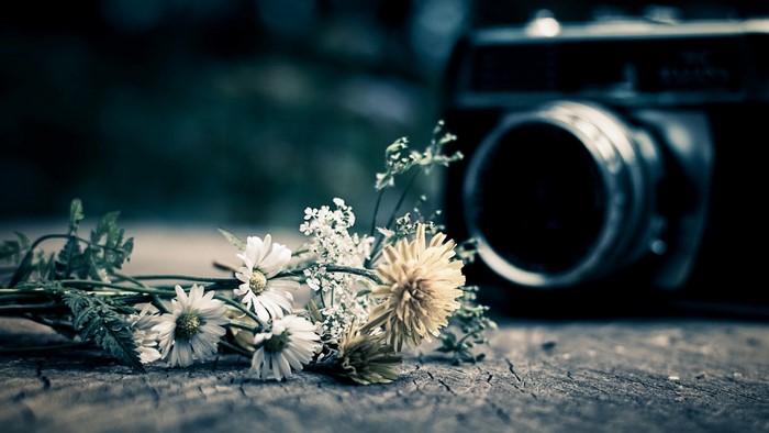 Close-up of wildflowers and an old camera