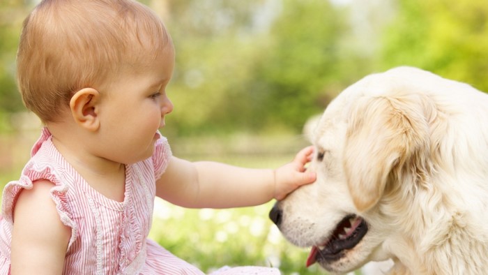 Baby petting a golden retriever dog outdoors