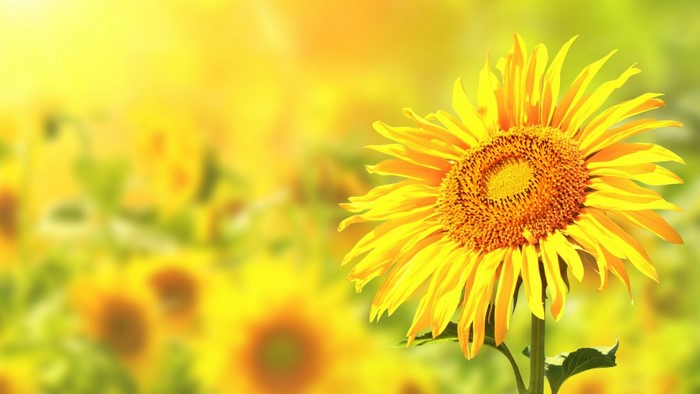 Close up of a sunflower in a field