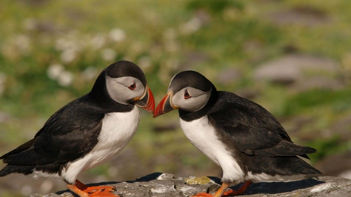 Two Puffins Facing Each Other on Rock