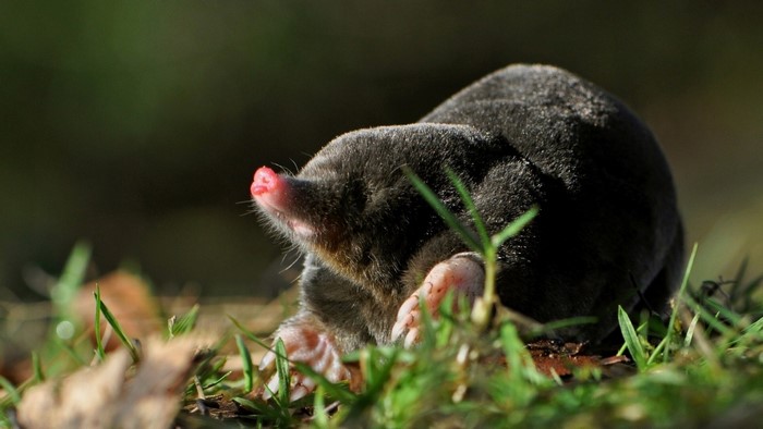 Mole with pink nose in grass
