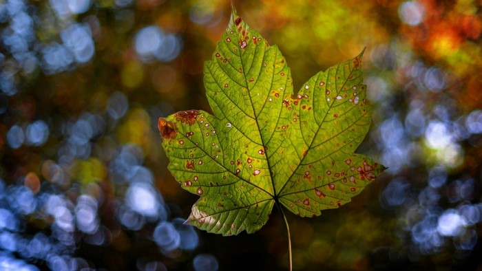 Green leaf with brown spots in autumn