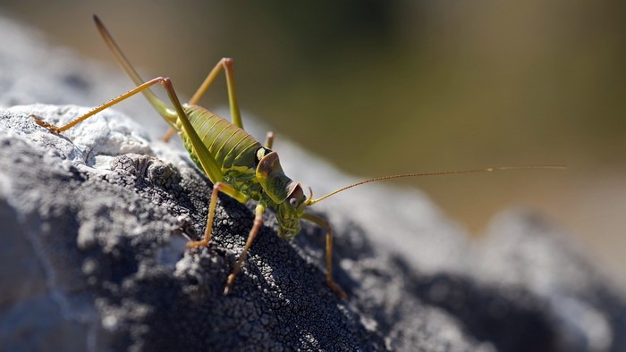 Green grasshopper on a rock, macro photography