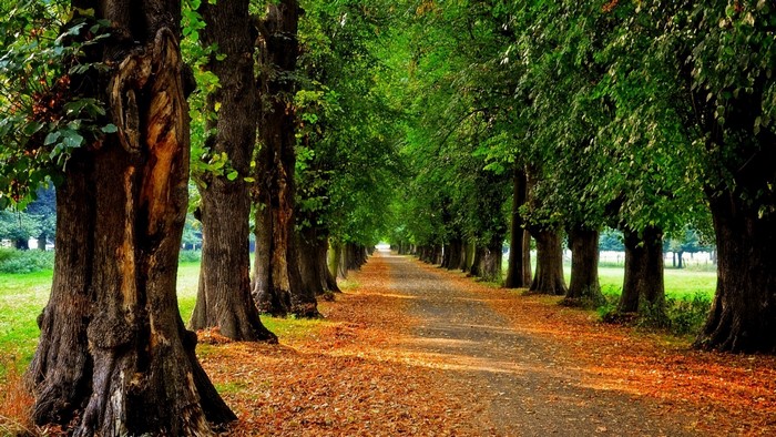 Tree-lined path in autumn with fallen leaves