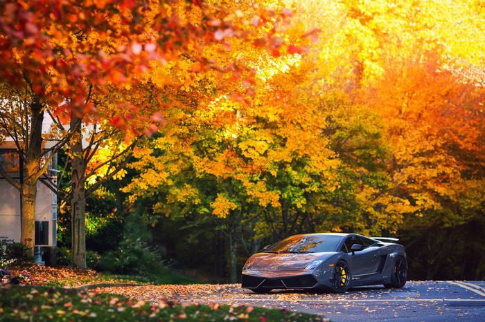 Lamborghini Gallardo Superleggera LP570 in Autumn Sunlight