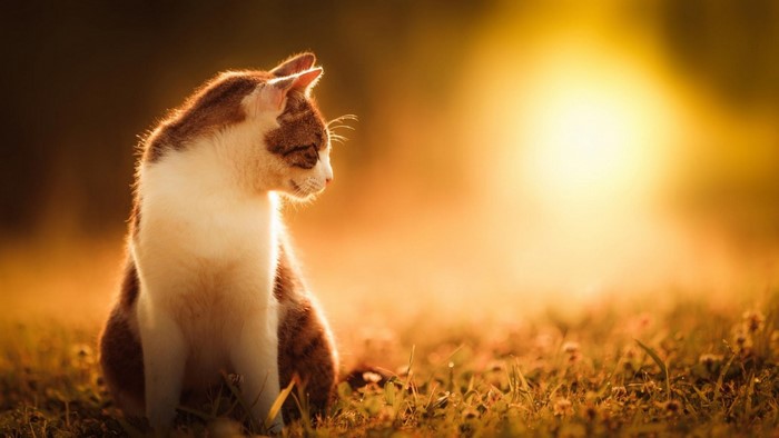 Cat sitting in grass during sunset
