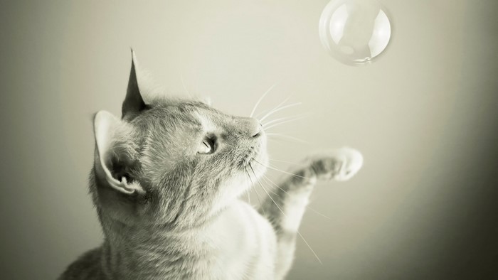 Monochrome close-up of a cat playing with a bubble