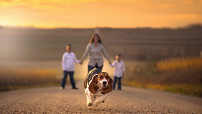 Beagle running on a road at sunset with family