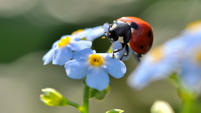 Ladybug on a blue forget-me-not flower