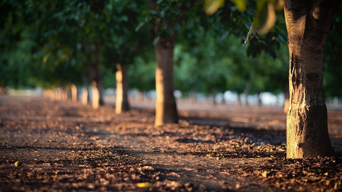 Sunlight filtering through trees in an orchard