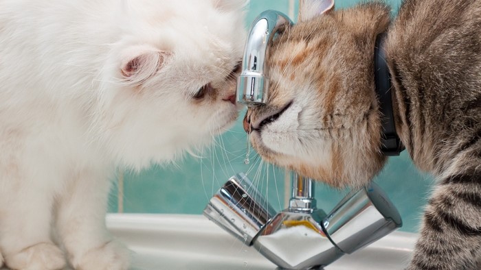 Two cats drinking water from a faucet