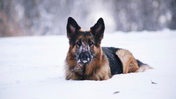 German Shepherd dog lying in the snow