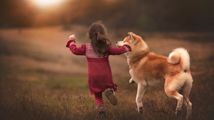 Girl playing with Akita dog in a field