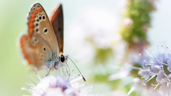 Close-up of a butterfly on a flower