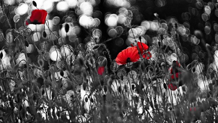 Red poppies in a black and white field with bokeh