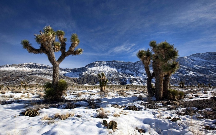 Joshua trees in a snowy desert landscape