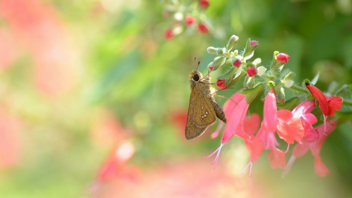 Brown butterfly on pink flowers with green background
