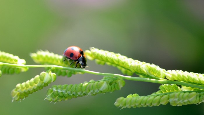 Ladybug on a green plant stem with buds