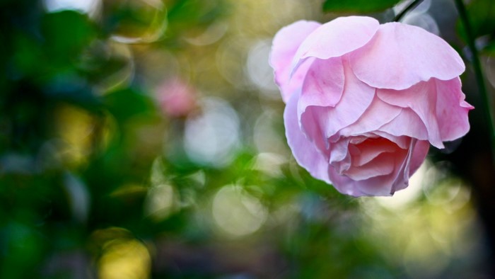 Close up of a pink rose with bokeh background