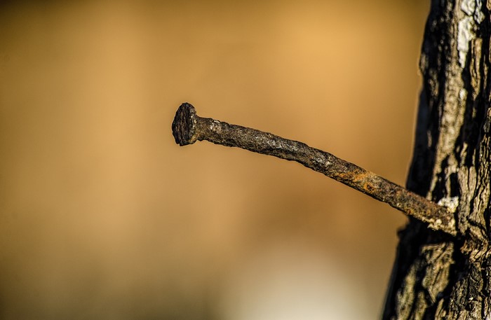 Rusty nail hammered into a tree trunk