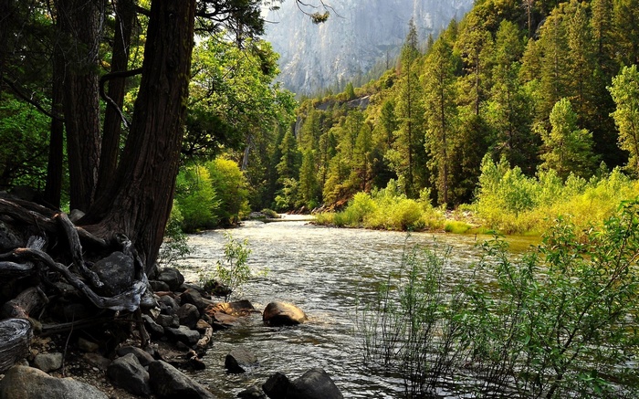 River flowing through a forest with mountains in the background
