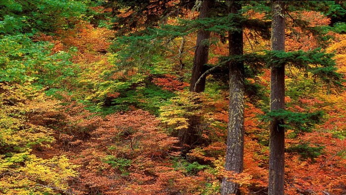 Autumn forest with colorful leaves and tall trees