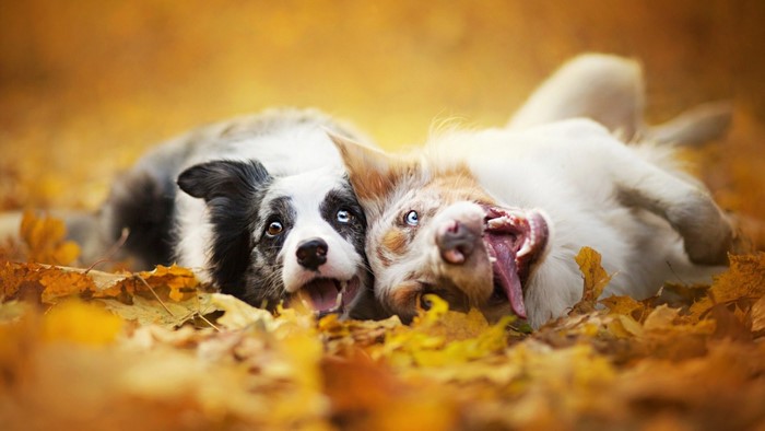 Two Australian Shepherd dogs lying in autumn leaves