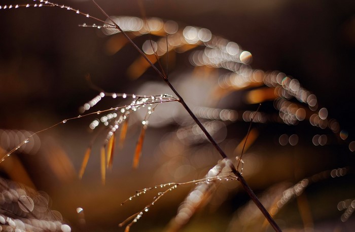 Dew drops on a plant stem with bokeh background