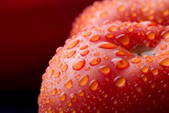 Close-up of red tomatoes with water drops