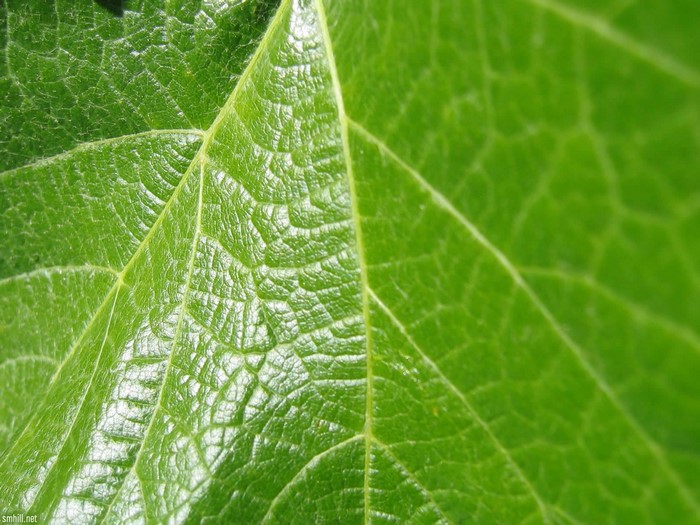 Close-up of green leaf veins and texture