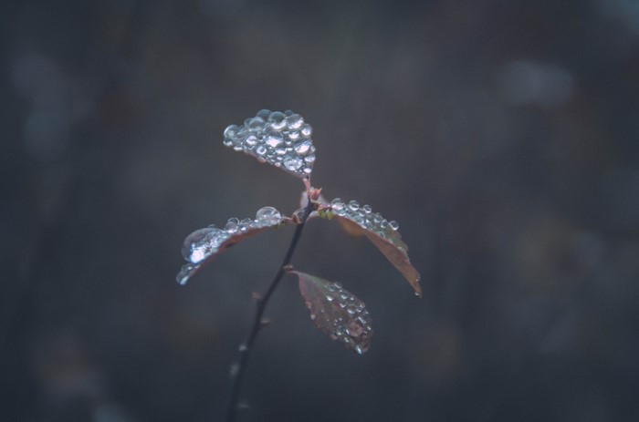 Close-up of plant leaves with water droplets