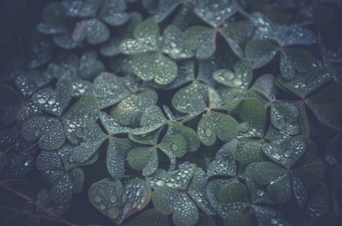 Close-up of dew-covered clover leaves