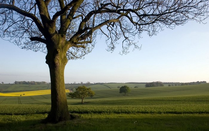Tree in a green field with yellow flowers under a clear sky